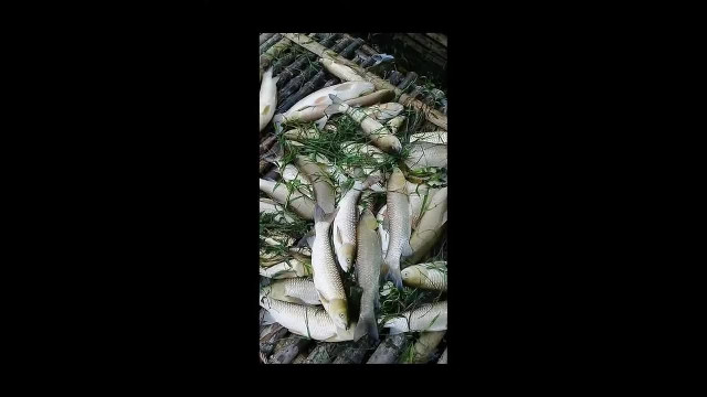 Cá chết hàng loạt tại khu vực sông Mã của huyện Bá Thước tỉnh Thanh Hoá