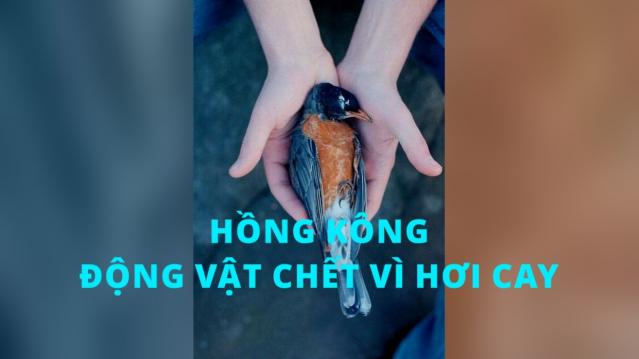 Hồng Kông: Nhiều động vật chết la liệt vì hơi cay